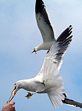 Möwen am Strand