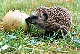 Igel im Garten