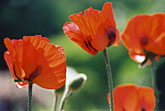 Mohnblüten